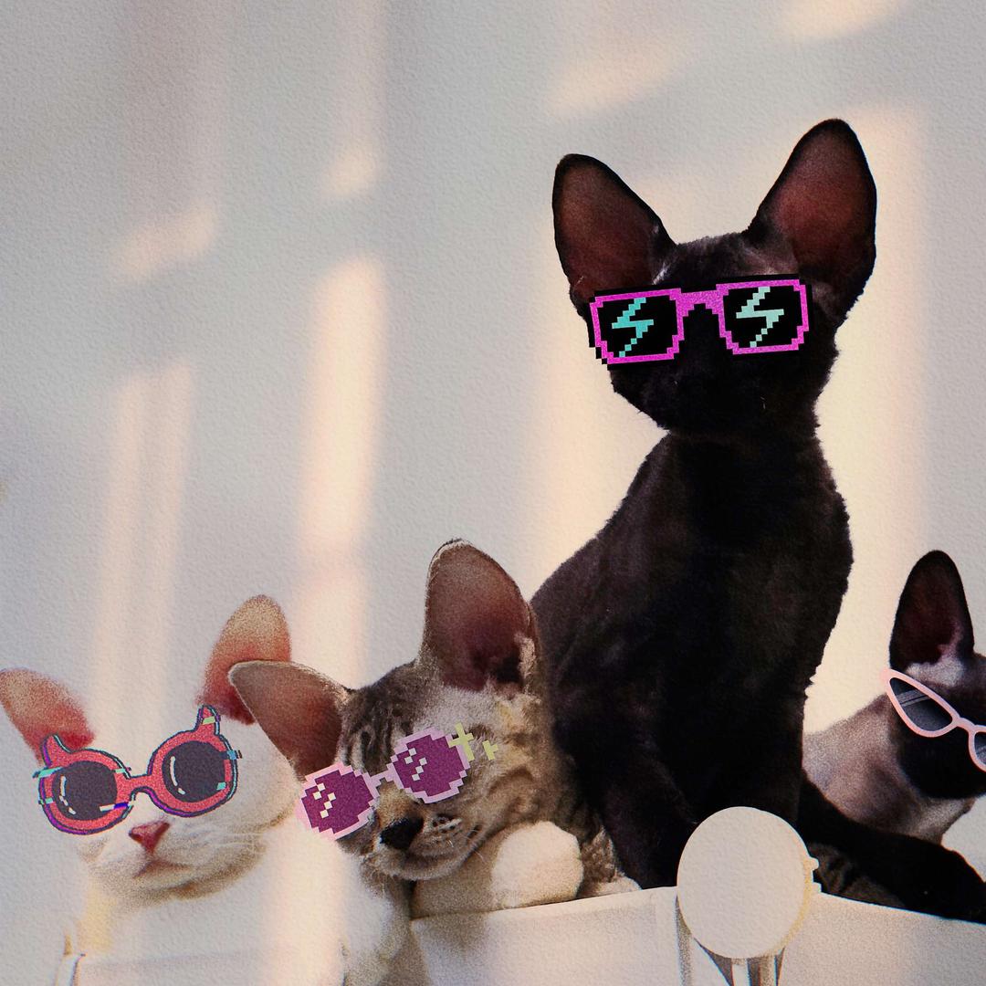 宠物时代精品猫咪