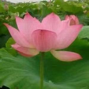 中原荷花博览园