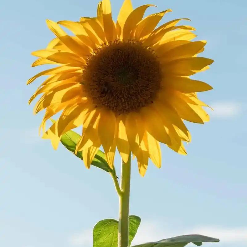 花花花红直播号