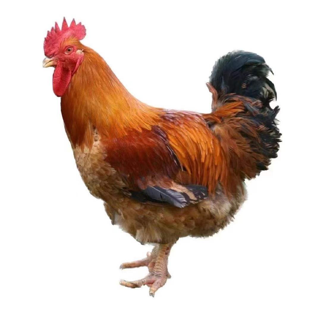36324476524
