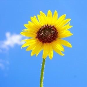 金沼园（德文）