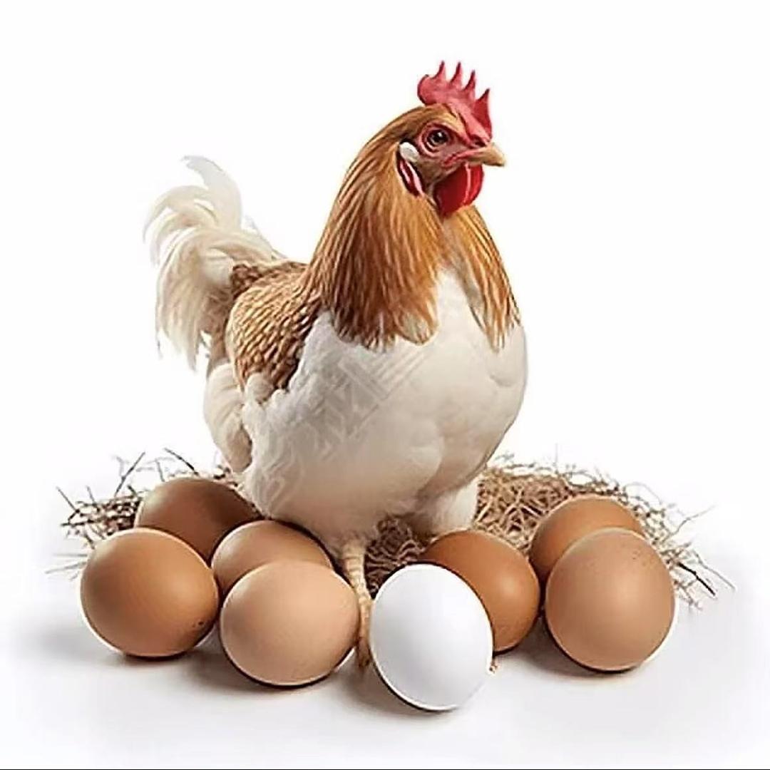 米夏二宝商行官方号