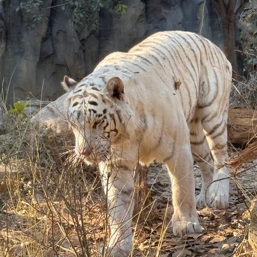 鸣乐通讯(鸣乐花园店)鸣乐直播号