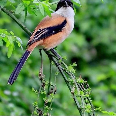 硕达周怡锕直播号