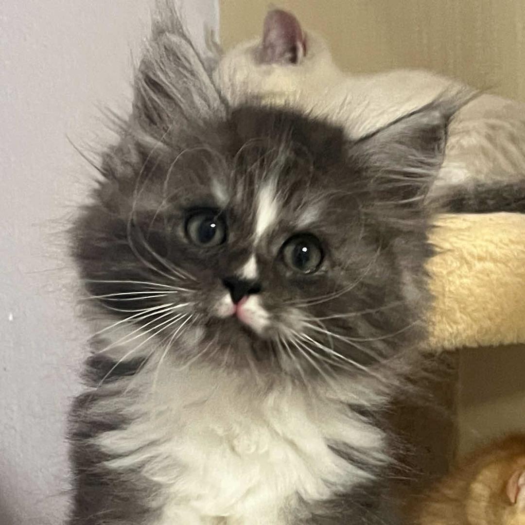 Mew Capsule 萌愈胶囊·猫屋