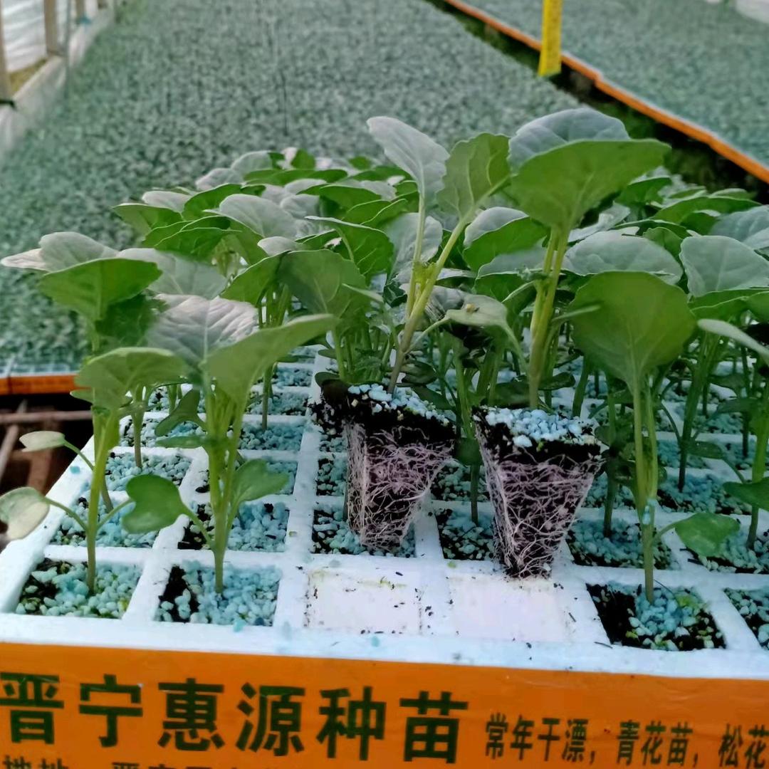 慧源育苗（小秦）