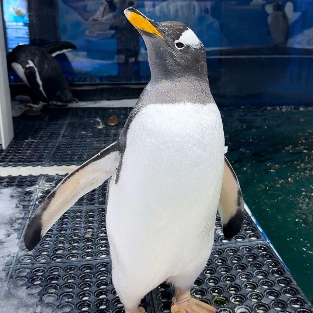 重庆欢乐海底世界-企鹅宠粉号