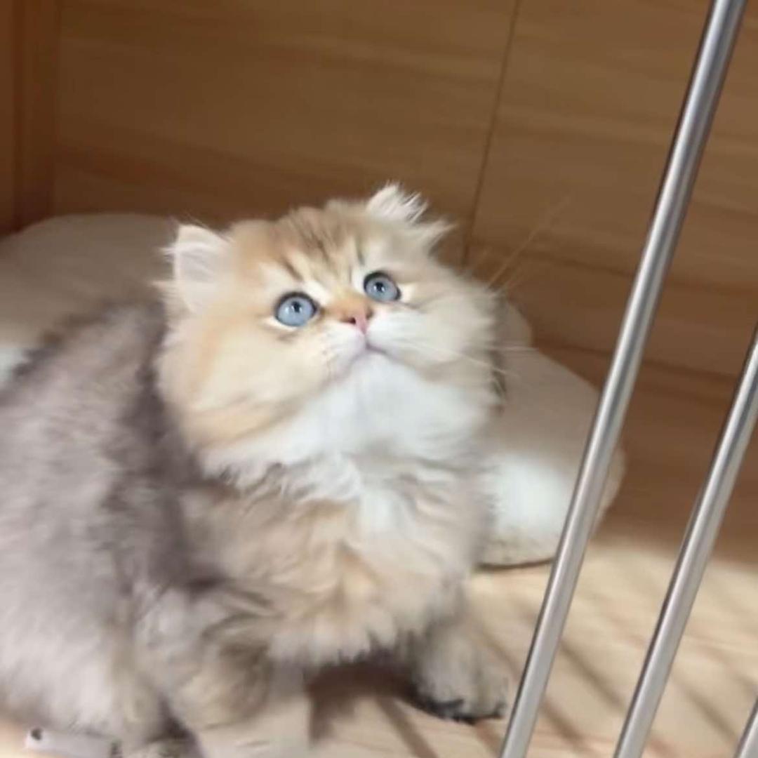 溆浦县七七宠物馆