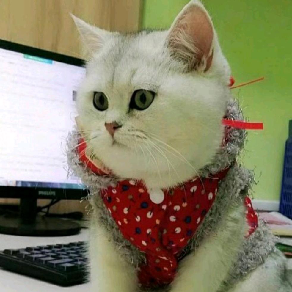 面条是只猫