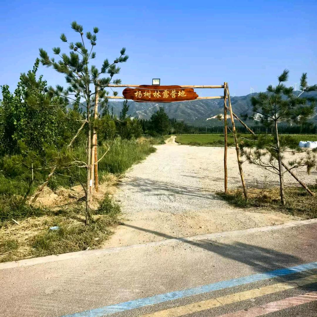 杨树林露营地宠粉