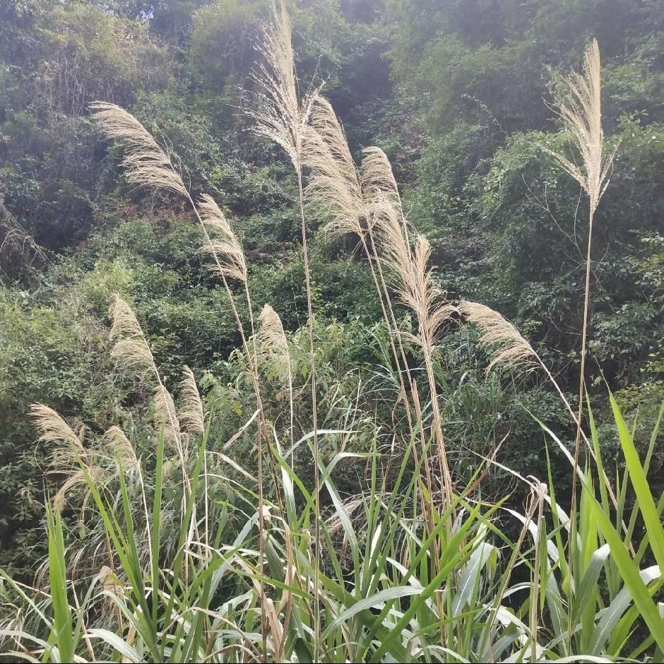 杉鞍联直播2号