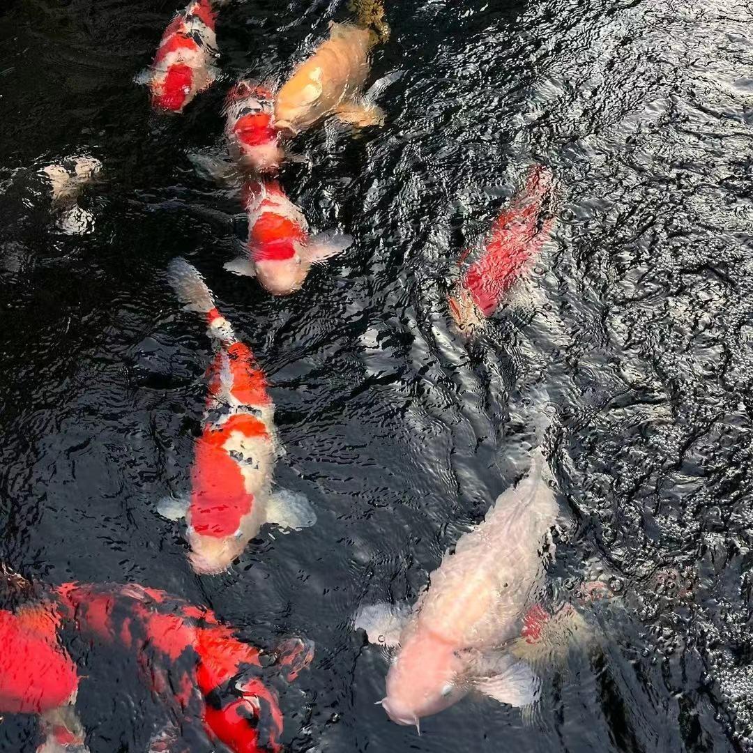 埃傣商贸有限公司直播号