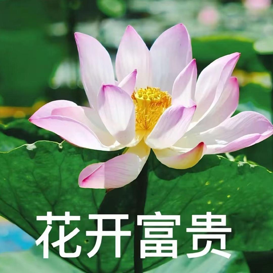 阿星乐琪1直播号