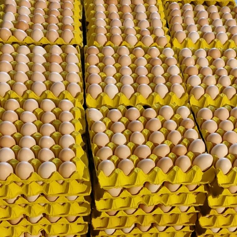 小云禽蛋(皖河路店)官方号