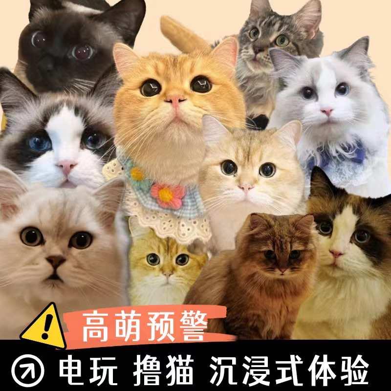 诚伴时光猫咖