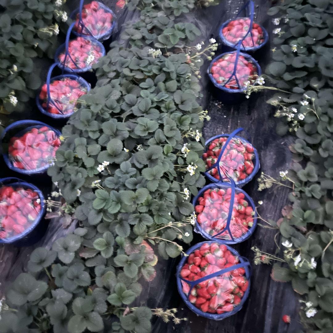 豆豆草莓采摘园官方号