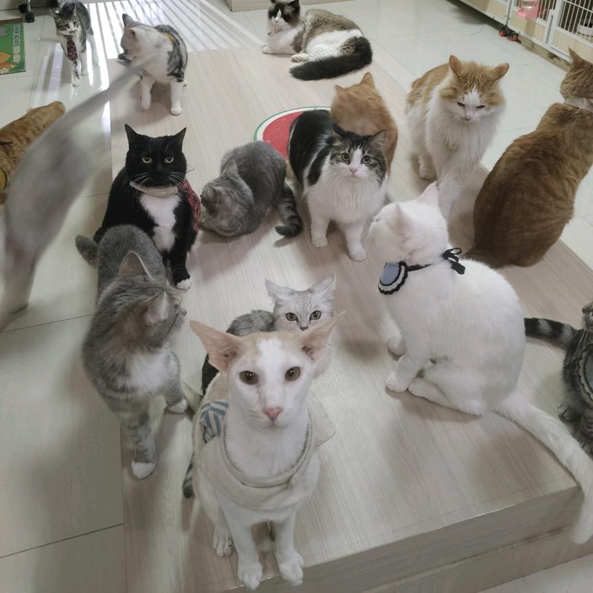 兔喵喵·兔咖狗咖流浪猫咖