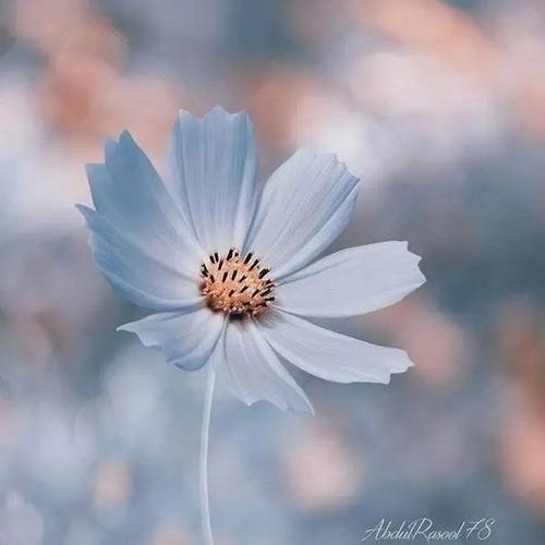 郭总-大舍大德直播号