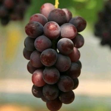 善卷果蔬葡萄采摘园官方号