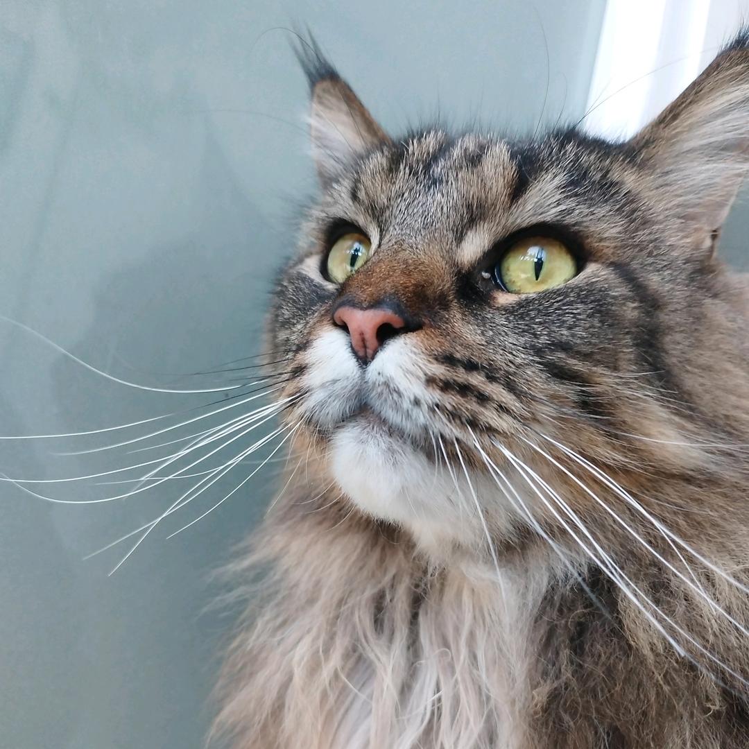 奕嘉喵宠物猫咖·撸猫馆