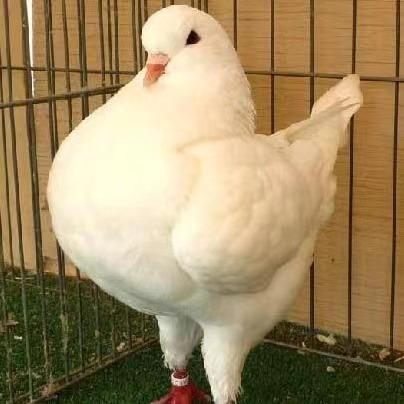 菏泽兴耀牧业元宝鸽养殖