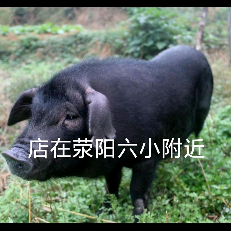 荥阳黑猪肉大山土猪