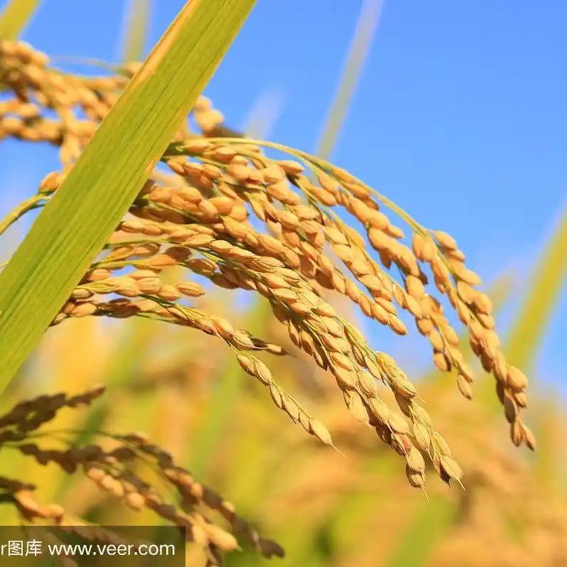粒香源工厂直播号
