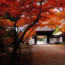 天猫小店(金峰街店)挑毛小店直播号