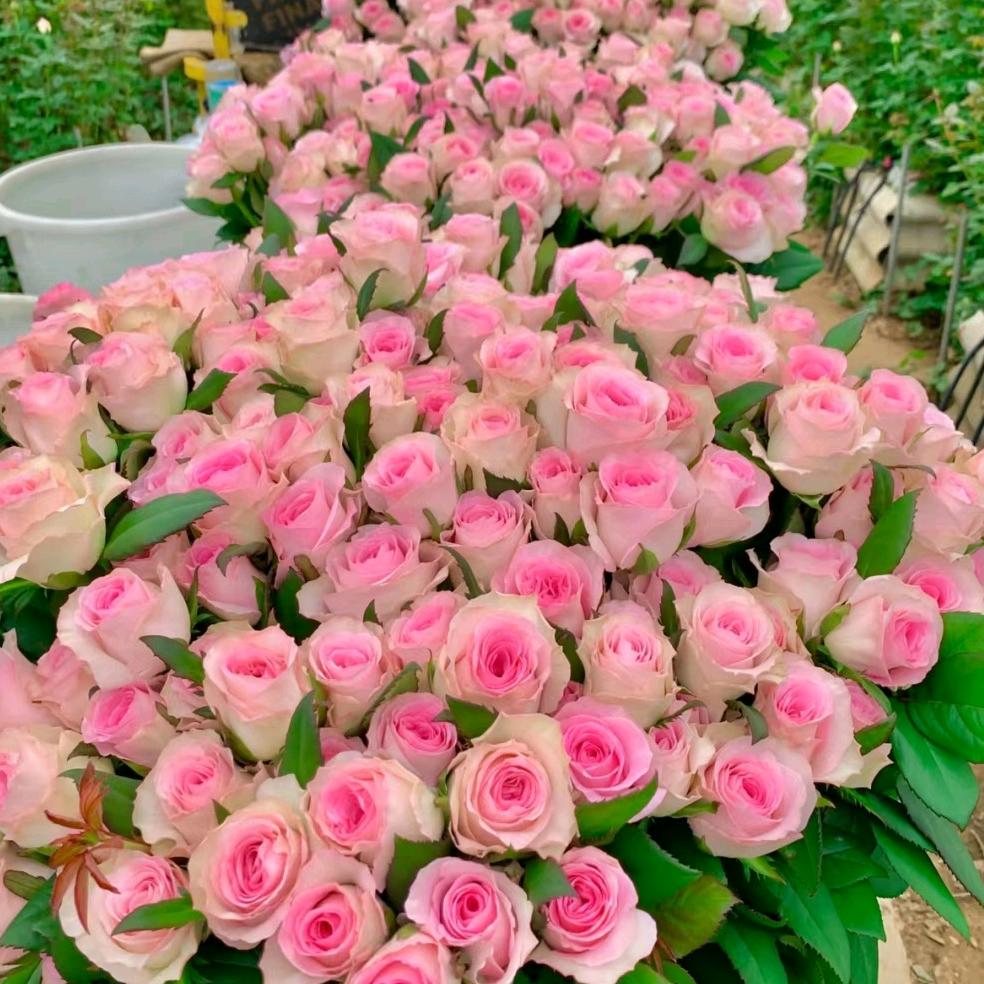 花点时间（鲜花、开业花篮、情人节礼物）