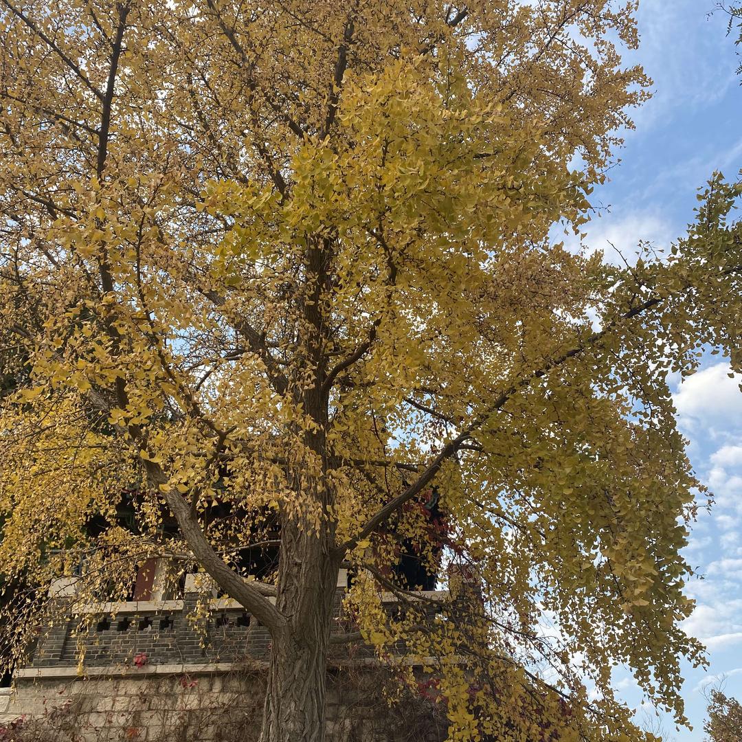 尚老师锐荟锋-客服号