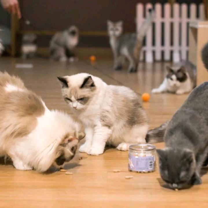 抖猫撸猫馆