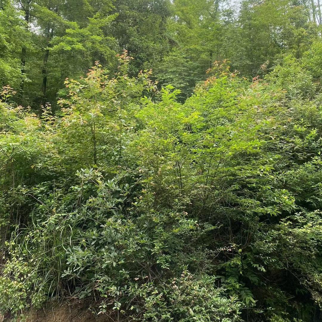 东城建材装饰深圳市文韬建材有限公司经营号