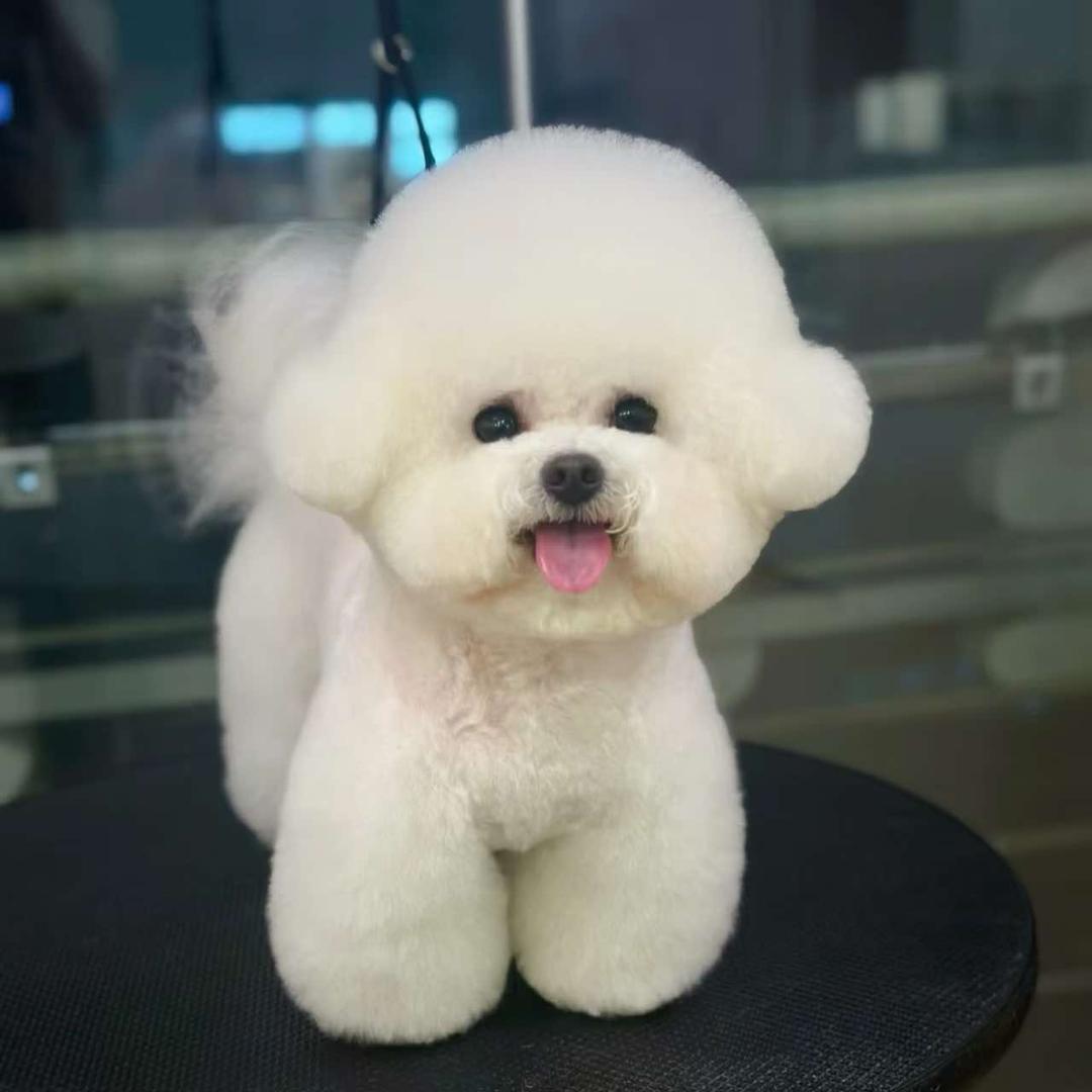 萌可宠物工作室