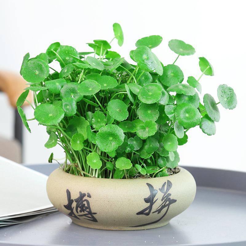 芳芳铂非生活干洗(会展中心店)