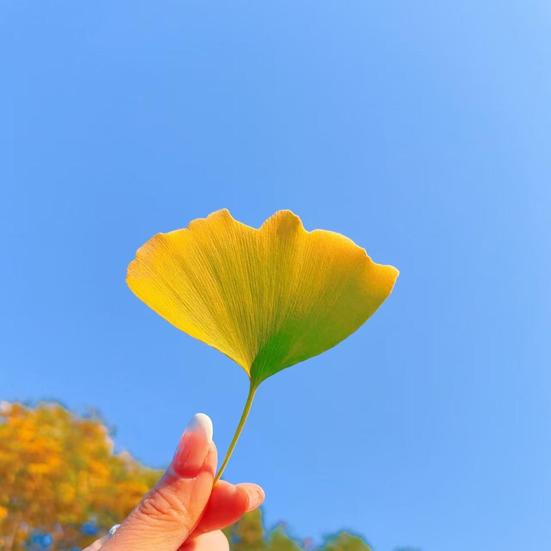 通丰典康康直播号