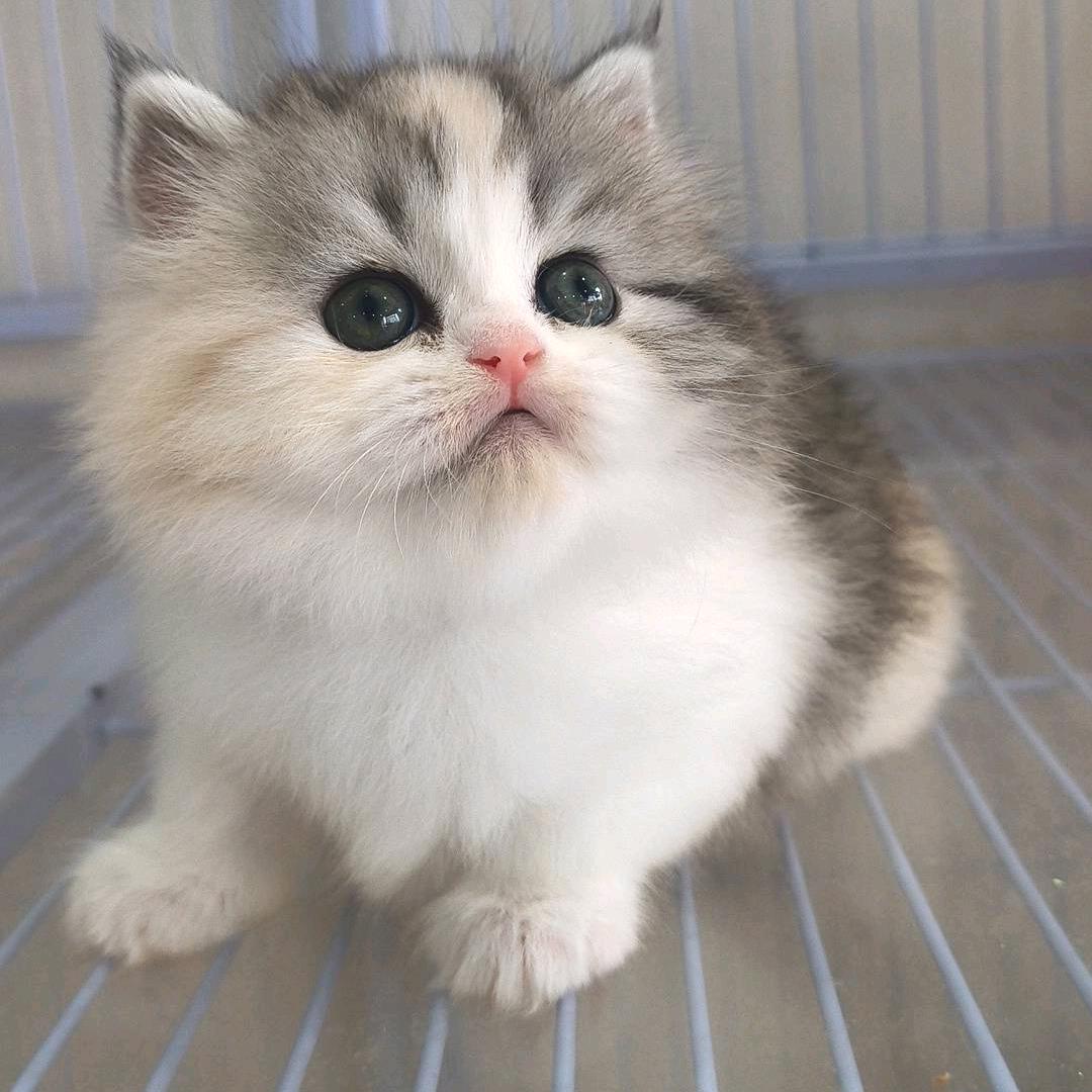 羽欣宠物用品超市批发零售官方号