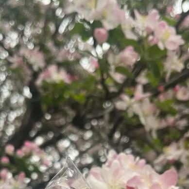 小筱传媒直播号