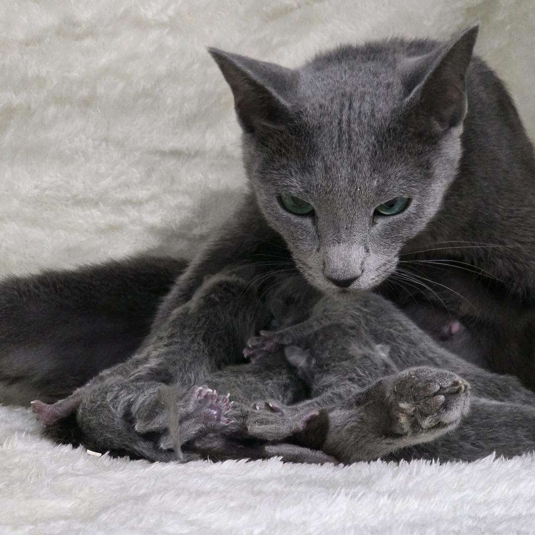 lulucat幼稚园直播号