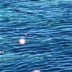 蛋灿电子颂冬号