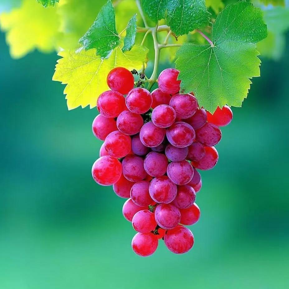 红葡萄（优旺）