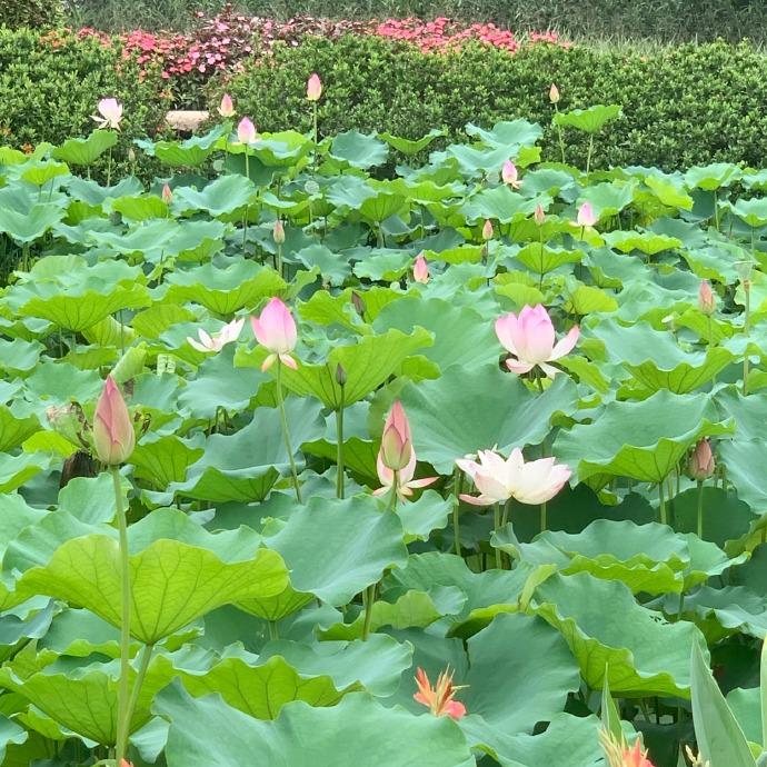 诚安便利店12直播号