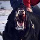 训犬老实人（带训 教学 鉴狗）