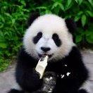 多罗罗
