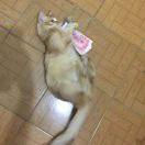 A     hqy燕子