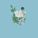 🌈🌈满天星🌈🌈