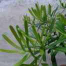 天浩果业(游姐)、9栋36号