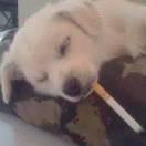 沧桑（千里香）