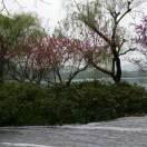 《梓锐》妈咪