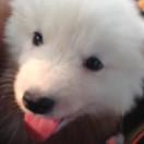 a 分手为何把锅带走