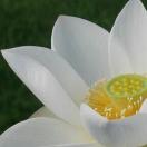 一蓑烟雨“任”平生